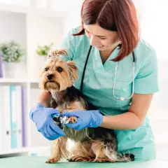 Klima Small Animal Clinic: Kompleksowa opieka weterynaryjna w Waterloo