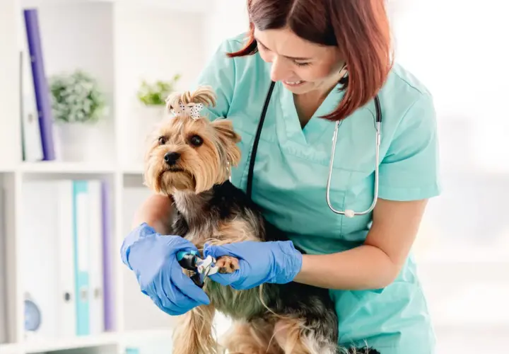 Klima Small Animal Clinic: Kompleksowa opieka weterynaryjna w Waterloo
