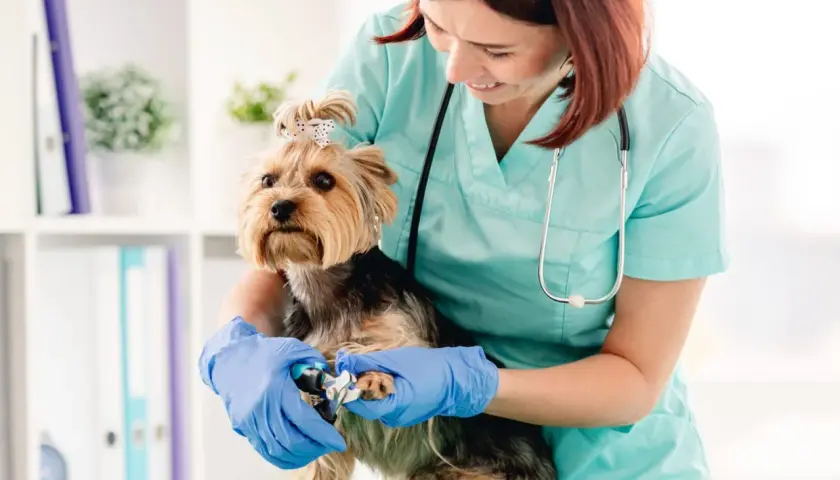Klima Small Animal Clinic: Kompleksowa opieka weterynaryjna w Waterloo